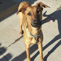 Thumbnail photo of Tala #1