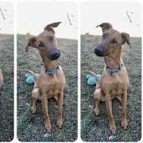 Thumbnail photo of Tala #4
