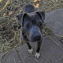 Thumbnail photo of Blue #2