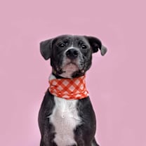 Thumbnail photo of Kelso-ADOPT Me! #1