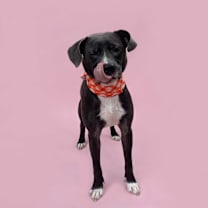 Thumbnail photo of Kelso-ADOPT Me! #2