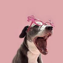 Thumbnail photo of Lennon-ADOPT Me! #4