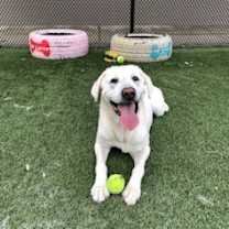 Thumbnail photo of RUSSELL #2