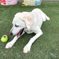 Thumbnail photo of RUSSELL #3