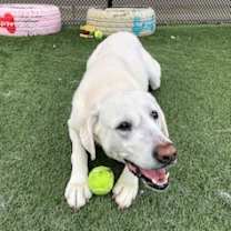 Thumbnail photo of RUSSELL #4