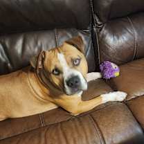 Thumbnail photo of Thor #2