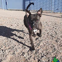 Thumbnail photo of Dakota Jane #3