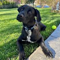 Thumbnail photo of SPARKY (COURTESY POST) #1