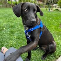 Thumbnail photo of SPARKY (COURTESY POST) #2