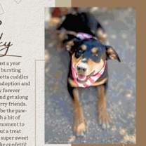 adopt a pet