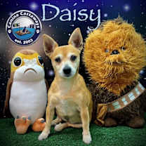 Thumbnail photo of Daisy #1