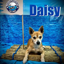 Thumbnail photo of Daisy #3