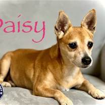 Thumbnail photo of Daisy #4