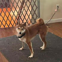 Thumbnail photo of Ranger #1