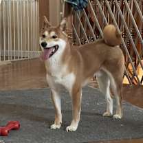 Thumbnail photo of Ranger #2