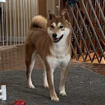 Thumbnail photo of Ranger #4