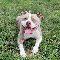 Thumbnail photo of Tito #1