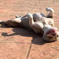 Thumbnail photo of Tito #2