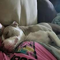 Thumbnail photo of Tito #3