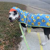 Thumbnail photo of 171021 Lily (Off Site Foster) #1