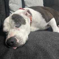 Thumbnail photo of 171021 Lily (Off Site Foster) #3