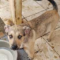 Thumbnail photo of Sammy #1
