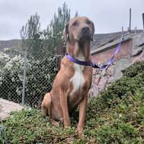 Thumbnail photo of Guero #1