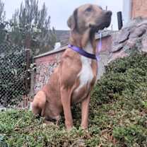 Thumbnail photo of Guero #2