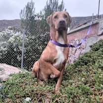 Thumbnail photo of Guero #3