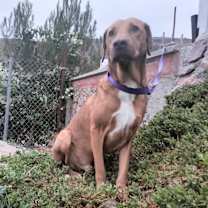 Thumbnail photo of Guero #4