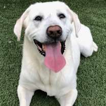 Thumbnail photo of RUSSELL #1