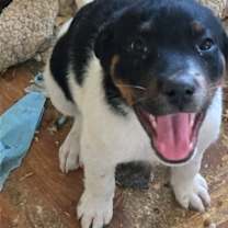 Thumbnail photo of Marty #2