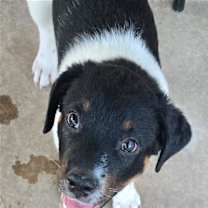 Thumbnail photo of Marty #3