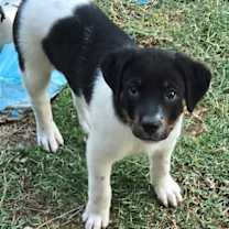 Thumbnail photo of Marty #4