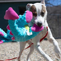 Thumbnail photo of Chumley #2