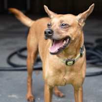 Thumbnail photo of Skipper #1