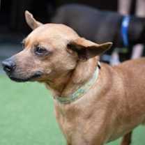 Thumbnail photo of Skipper #2