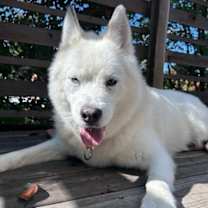 Thumbnail photo of Mara #3