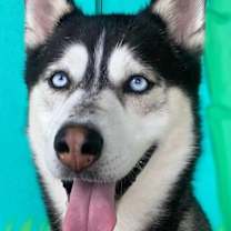 Thumbnail photo of Duke #1