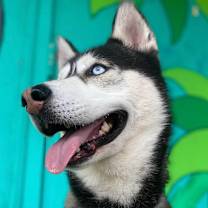 Thumbnail photo of Duke #4