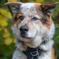 Thumbnail photo of HADES #1