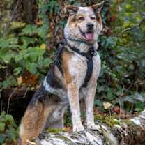 Thumbnail photo of HADES #2