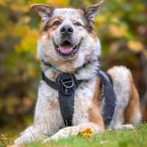 Thumbnail photo of HADES #3