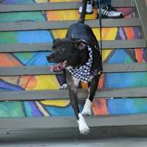 Thumbnail photo of Joker #4