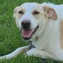 Thumbnail photo of ELLERINA (Israel) sv #1