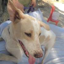 Thumbnail photo of ELLERINA (Israel) sv #2