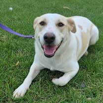 Thumbnail photo of ELLERINA (Israel) sv #3