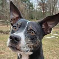 Thumbnail photo of Trixie #1
