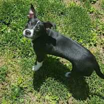 Thumbnail photo of Trixie #2