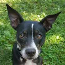 Thumbnail photo of Trixie #3